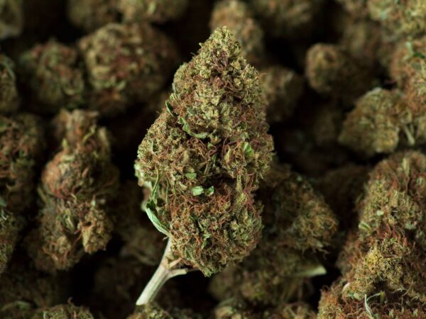 Les Fleurs Du Bien cbd cannabis light legale